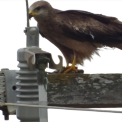 Milvus migrans (Black Kite) at Upper Haughton, QLD - 3 Jun 2022 by TerryS