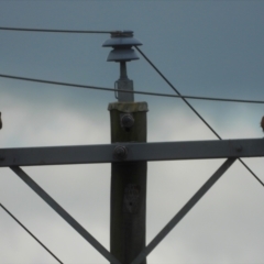 Falco cenchroides (Nankeen Kestrel) at Upper Haughton, QLD - 3 Jun 2022 by TerryS