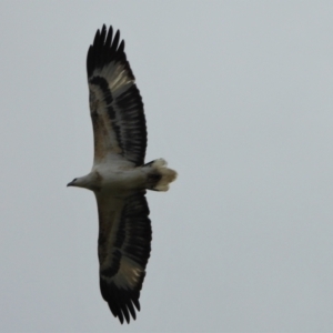 Haliaeetus leucogaster (White-bellied Sea-Eagle) at Upper Haughton, QLD by TerryS