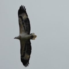 Haliaeetus leucogaster (White-bellied Sea-Eagle) at Upper Haughton, QLD - 3 Jun 2022 by TerryS