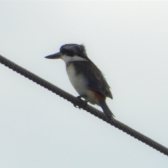 Todiramphus pyrrhopygius (Red-backed Kingfisher) at Upper Haughton, QLD - 3 Jun 2022 by TerryS