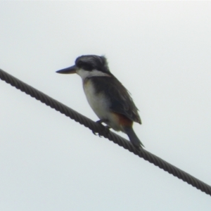 Todiramphus pyrrhopygius (Red-backed Kingfisher) at Upper Haughton, QLD by TerryS