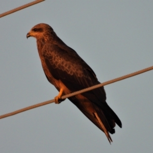 Milvus migrans at Clare, QLD - 31 May 2022 07:21 AM