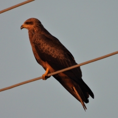 Milvus migrans (Black Kite) at Clare, QLD - 31 May 2022 by TerryS