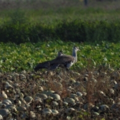 Ardeotis australis (Australian Bustard) at Clare, QLD - 1 Jun 2022 by TerryS