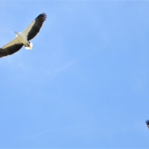 Haliaeetus leucogaster at Clare, QLD - 1 Jun 2022 12:13 PM