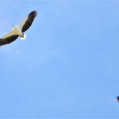 Haliaeetus leucogaster (White-bellied Sea-Eagle) at Clare, QLD - 1 Jun 2022 by TerryS