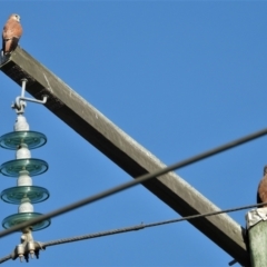 Milvus migrans (Black Kite) at Clare, QLD - 1 Jun 2022 by TerryS