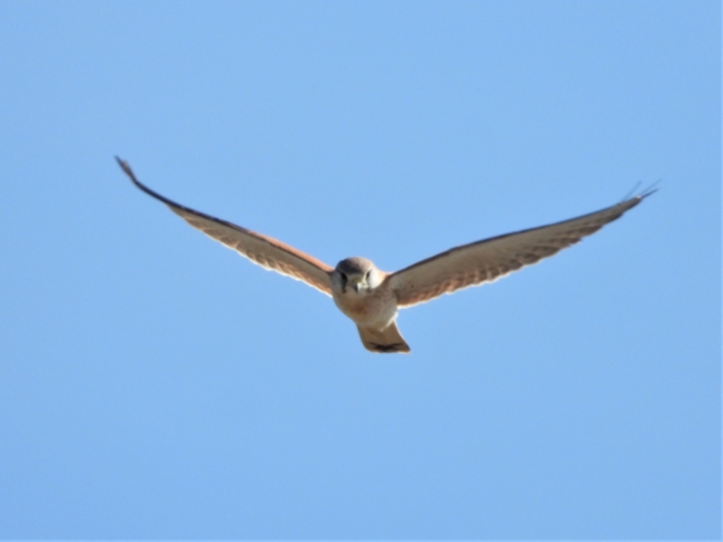 Falco cenchroides at Clare, QLD - 1 Jun 2022
