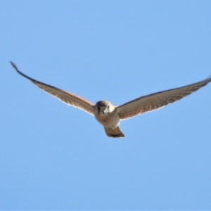 Falco cenchroides (Nankeen Kestrel) at Clare, QLD by TerryS