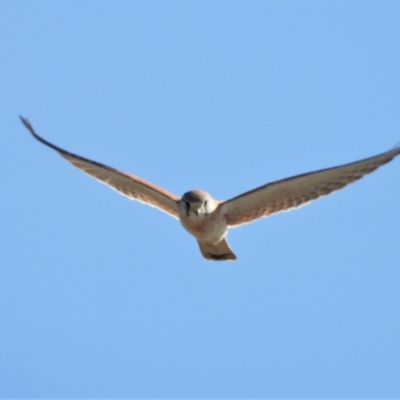 Falco cenchroides (Nankeen Kestrel) at Clare, QLD - 1 Jun 2022 by TerryS
