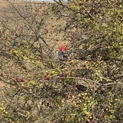 Callocephalon fimbriatum (Gang-gang Cockatoo) at Ginninderry Conservation Corridor - 2 Jun 2022 by Eland