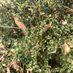 Bursaria spinosa (Native Blackthorn) at Corrowong, NSW - 28 Mar 2022 by BlackFlat