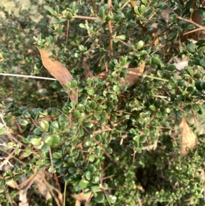 Bursaria spinosa at Corrowong, NSW - 28 Mar 2022
