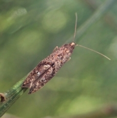 Gnathifera eurybias (A Fringe-tufted Moth) at Cook, ACT - 15 Oct 2021 by CathB