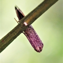 Gnathifera eurybias at Cook, ACT - 15 Oct 2021