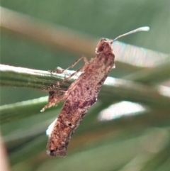 Gnathifera eurybias at Cook, ACT - 15 Oct 2021 04:49 PM