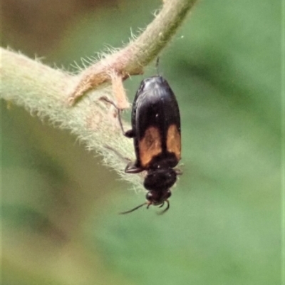 Sarothrocrepis civica (An arboreal 'ground' beetle) at Aranda Bushland - 7 Jan 2021 by CathB