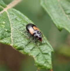 Sarothrocrepis civica at Molonglo Valley, ACT - 7 Jan 2021