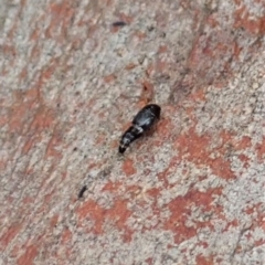 Tachyporinae (subfamily) (Crab-like Rove Beetle) at Cook, ACT - 31 Jan 2021 by CathB