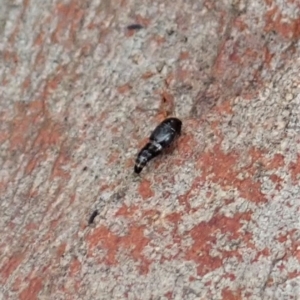 Tachyporinae (subfamily) at Cook, ACT - 31 Jan 2021 10:24 AM