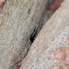 Tachyporinae (subfamily) at Cook, ACT - 31 Jan 2021