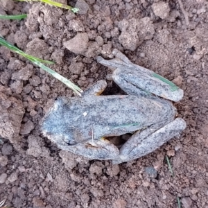 Litoria peronii at Symonston, ACT - 20 May 2022