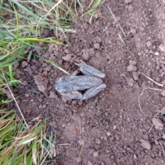 Litoria peronii at Symonston, ACT - 20 May 2022