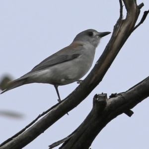 Colluricincla harmonica at Gilmore, ACT - 7 Jun 2022