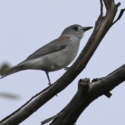 Colluricincla harmonica (Grey Shrikethrush) at Gilmore, ACT - 7 Jun 2022 by RodDeb