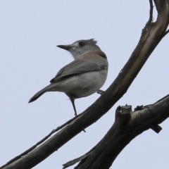 Colluricincla harmonica at Gilmore, ACT - 7 Jun 2022