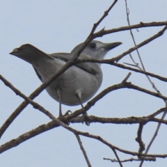 Colluricincla harmonica at Gilmore, ACT - 7 Jun 2022