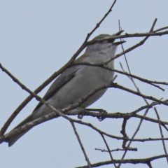 Colluricincla harmonica at Gilmore, ACT - 7 Jun 2022