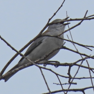 Colluricincla harmonica at Gilmore, ACT - 7 Jun 2022