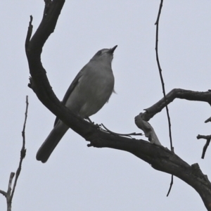 Colluricincla harmonica at Gilmore, ACT - 7 Jun 2022