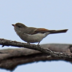 Pachycephala pectoralis (Golden Whistler) at Gilmore, ACT - 7 Jun 2022 by RodDeb