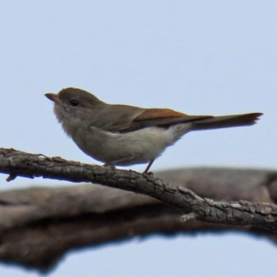 Pachycephala pectoralis (Golden Whistler) at Gilmore, ACT - 7 Jun 2022 by RodDeb