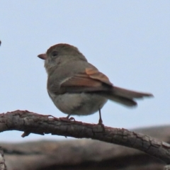 Pachycephala pectoralis at Gilmore, ACT - 7 Jun 2022 12:45 PM