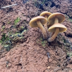 Hypholoma sp. (Hypholoma) at Cotter River, ACT - 4 Jun 2022 by IanBurns