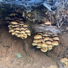 Hypholoma sp. at Cotter River, ACT - 4 Jun 2022