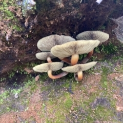 Hypholoma sp. at Cotter River, ACT - 4 Jun 2022