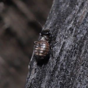 Symphypleona sp. (order) at Evatt, ACT - 6 Jun 2022