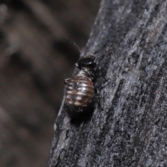 Unidentified Springtail (Collembola) (TBC) at Evatt, ACT - 6 Jun 2022 by TimL