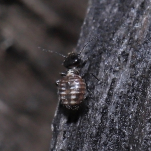 Symphypleona sp. (order) at Evatt, ACT - 6 Jun 2022