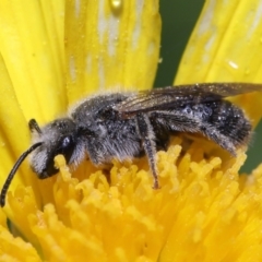 Lasioglossum (Chilalictus) lanarium (Halictid bee) at Evatt, ACT - 13 Feb 2022 by TimL
