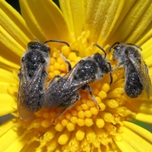 Lasioglossum (Chilalictus) lanarium at Evatt, ACT - 13 Feb 2022 06:30 AM