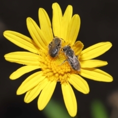 Lasioglossum (Chilalictus) lanarium at Evatt, ACT - 13 Feb 2022 06:30 AM