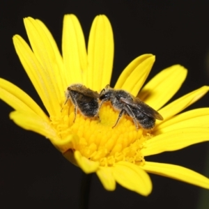 Lasioglossum (Chilalictus) lanarium at Evatt, ACT - 13 Feb 2022 06:30 AM