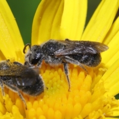 Lasioglossum (Chilalictus) lanarium at Evatt, ACT - 13 Feb 2022 06:30 AM