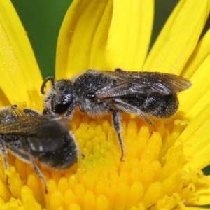 Lasioglossum (Chilalictus) lanarium at Evatt, ACT - 13 Feb 2022 06:30 AM